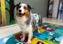 Terapia com animais ganha espaço e melhora saúde física e emocional de pacientes