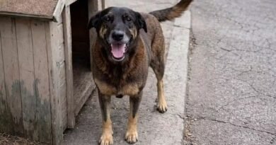 Polícia Civil de SC esclarece crime contra cão comunitário Orelha e responsabiliza envolvidos