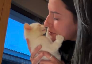 Ana Castela diverte fãs após crise alérgica causada por gato: “Dá pra beijar mais um gatinho”