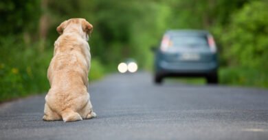 Câmara aprova punições mais rígidas para motoristas que abandonarem animais; proposta segue para o Senado