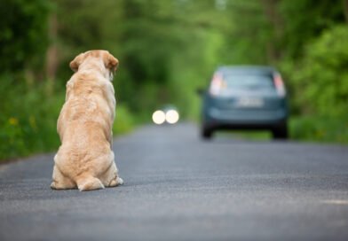 Câmara aprova punições mais rígidas para motoristas que abandonarem animais; proposta segue para o Senado