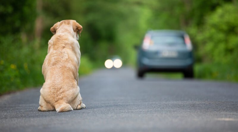Câmara aprova punições mais rígidas para motoristas que abandonarem animais; proposta segue para o Senado