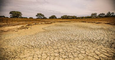El Niño pode provocar 451 mil mortes adicionais por calor; Brasil pode registrar 13,3 mil